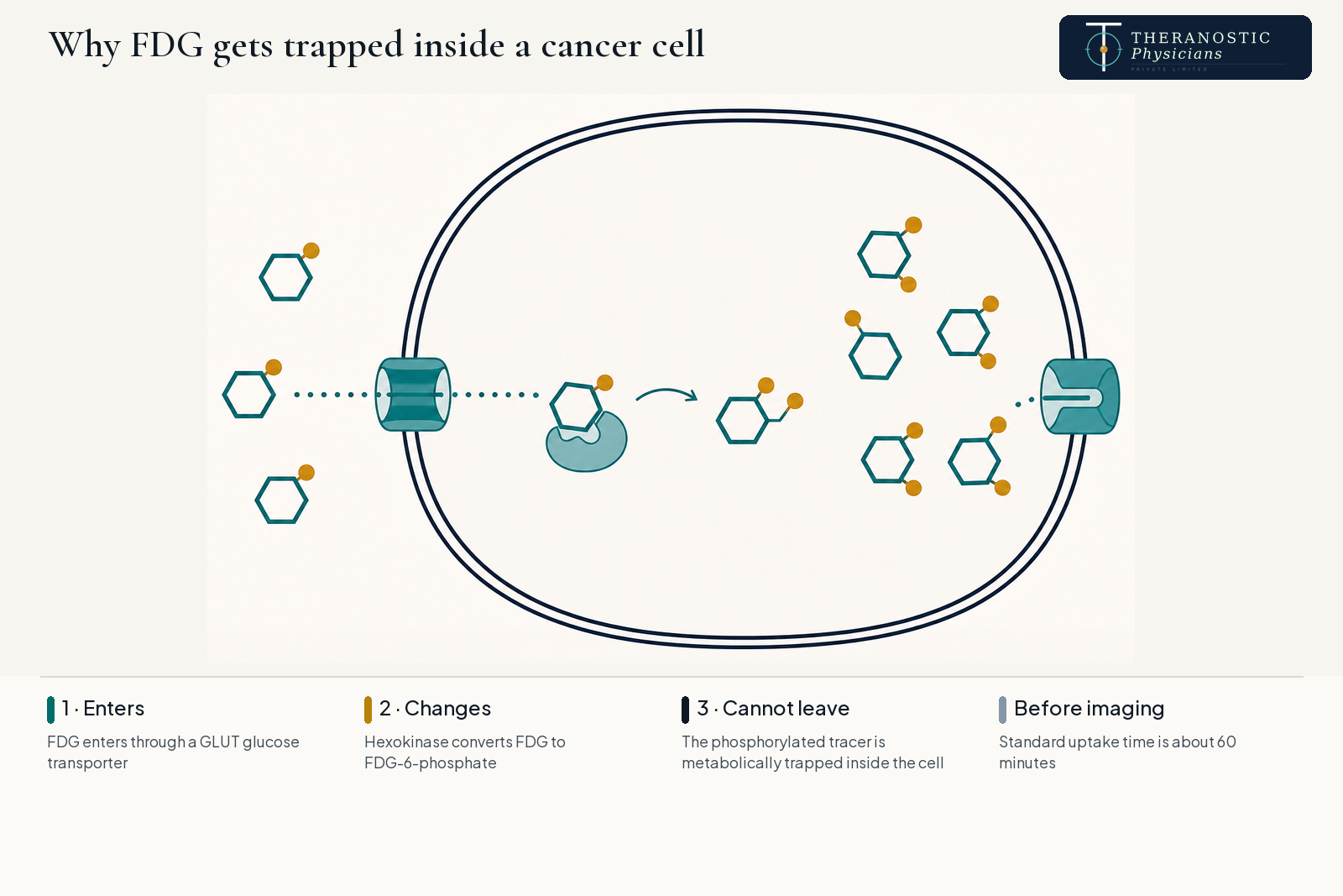 Diagram of FDG entering a cell through a GLUT transporter, being phosphorylated by hexokinase, and becoming metabolically trapped inside.