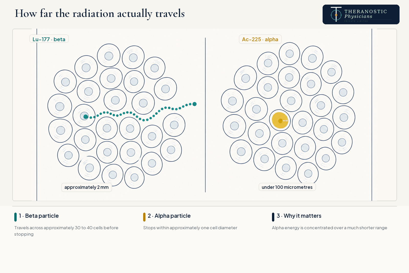Side-by-side cellular diagram comparing the longer Lu-177 beta particle range with the short Ac-225 alpha particle range within about one cell.