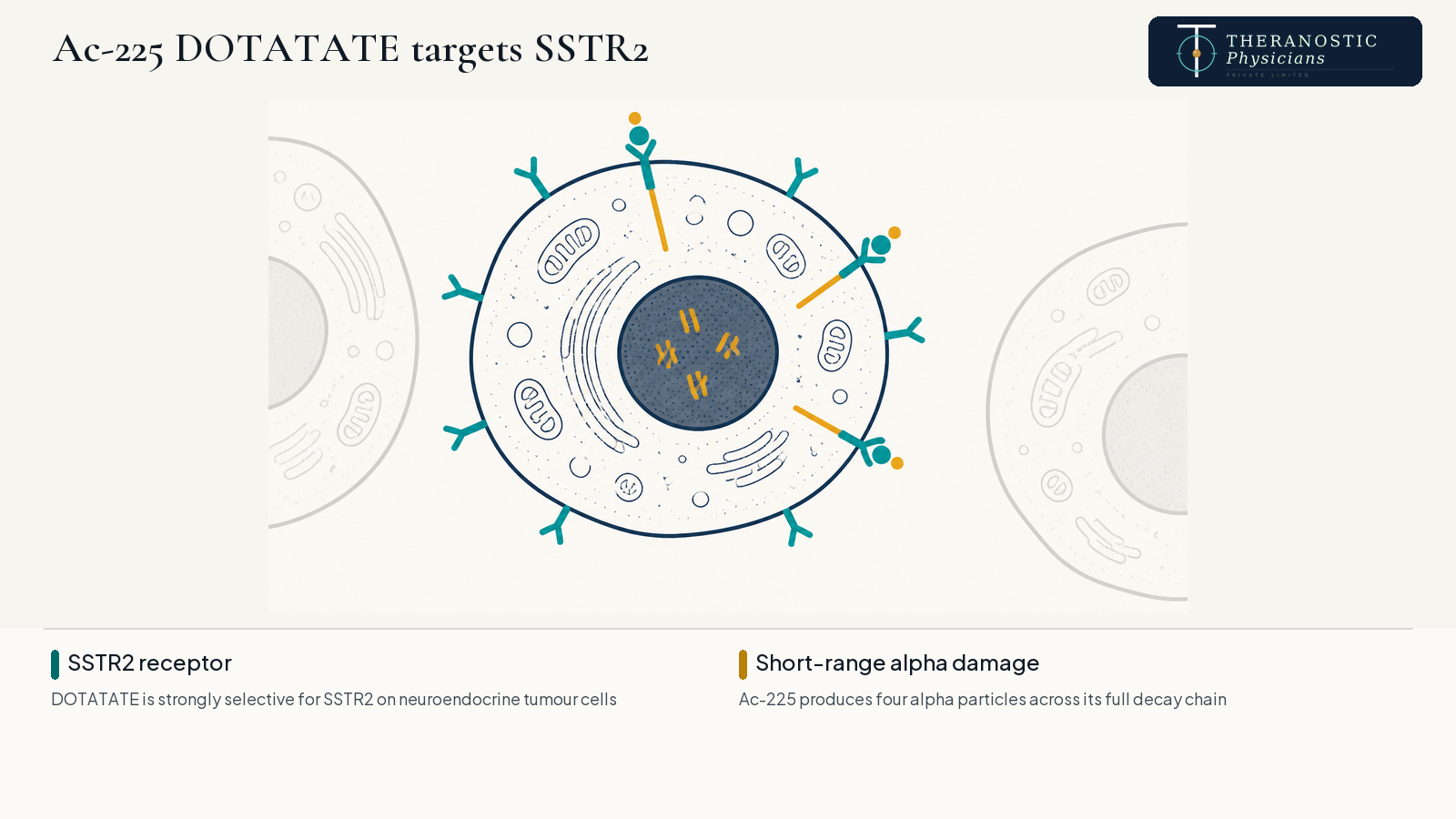 Diagram of Ac-225 DOTATATE bound to SSTR2 receptors on a neuroendocrine tumour cell, with short-range alpha damage confined to that cell's nucleus.