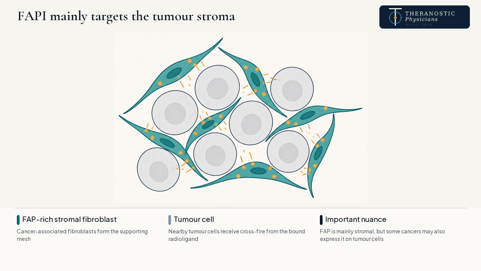 Diagram showing FAPI radioligand bound to cancer-associated fibroblasts in the tumour stroma, irradiating surrounding tumour cells.