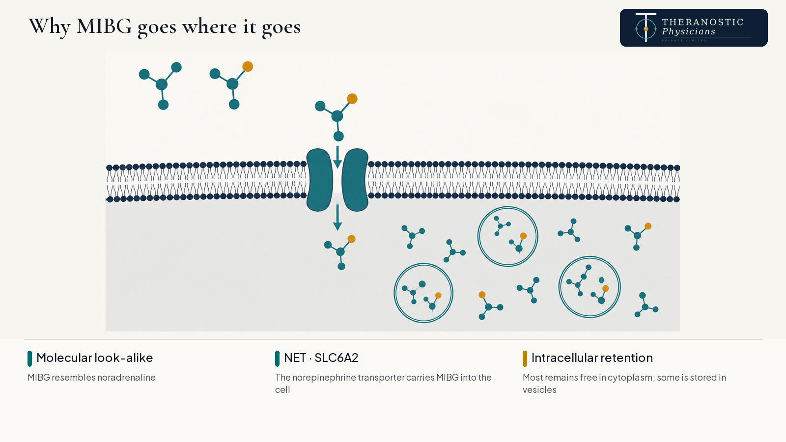 Diagram showing I-131 MIBG mimicking noradrenaline and entering a chromaffin cell through the norepinephrine transporter.